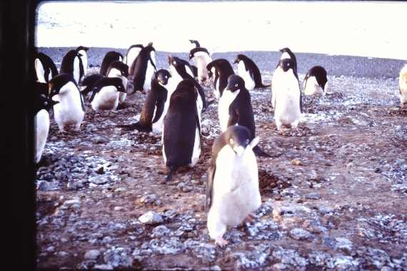 The penguins in 1975 who disappeared in Happy feet Ross Island
