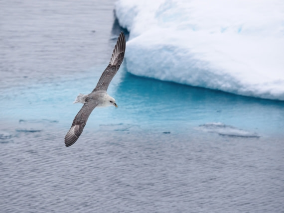 Andreas Huppert - Svalbard 08/16 - 6