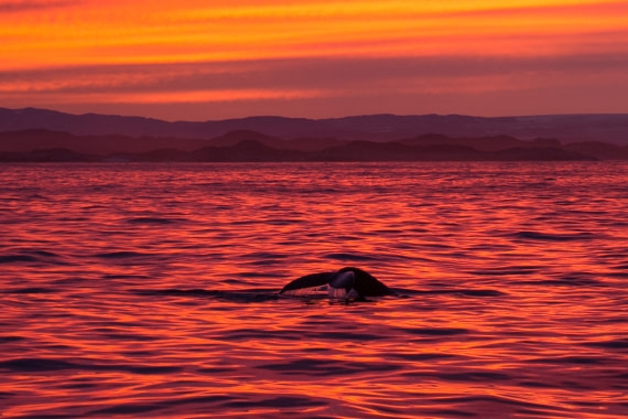 Whale in sunset