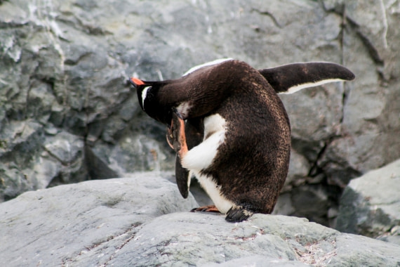 Gentoo Penguin Yoga