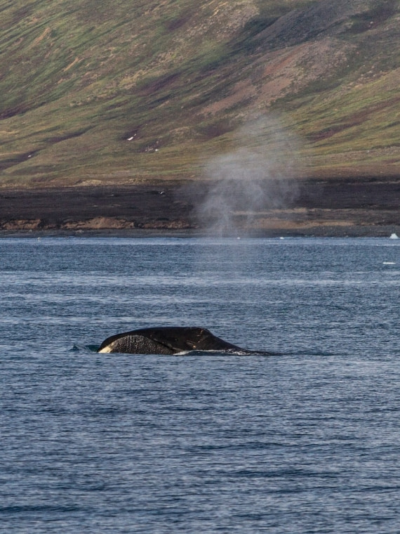 Bowhead whale