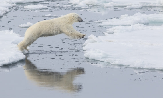 Mirror polar bear