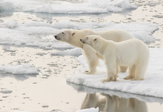 Mother and cub enjoying sunlight