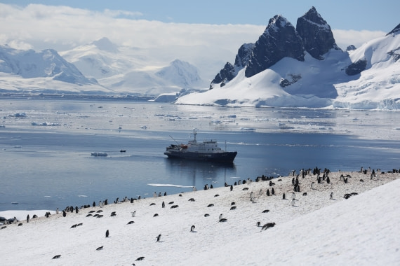 Gentoo penguins heading off to dinner
