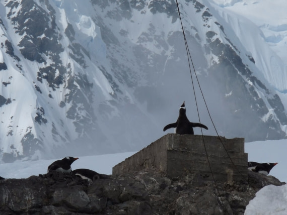 Pinguins at Base Brown
