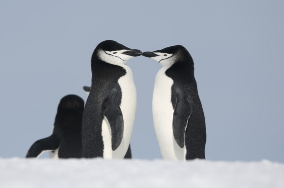 Kissing chinstraps