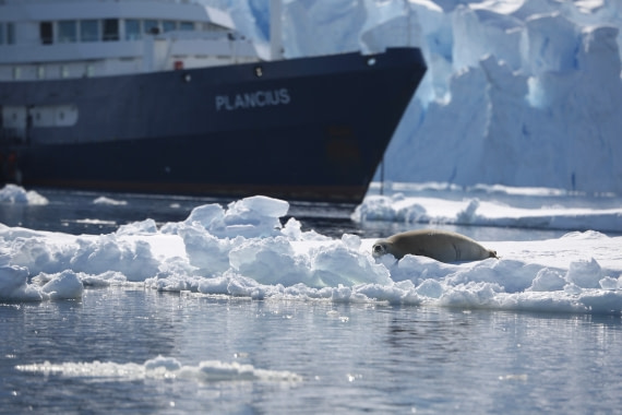 Nice views of a seal from a zodiac looking back at the Plancius