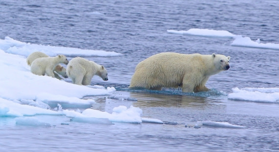 Polar Bear and three cubs