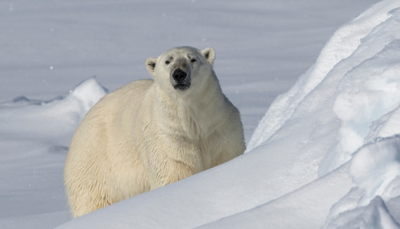 The arctic king