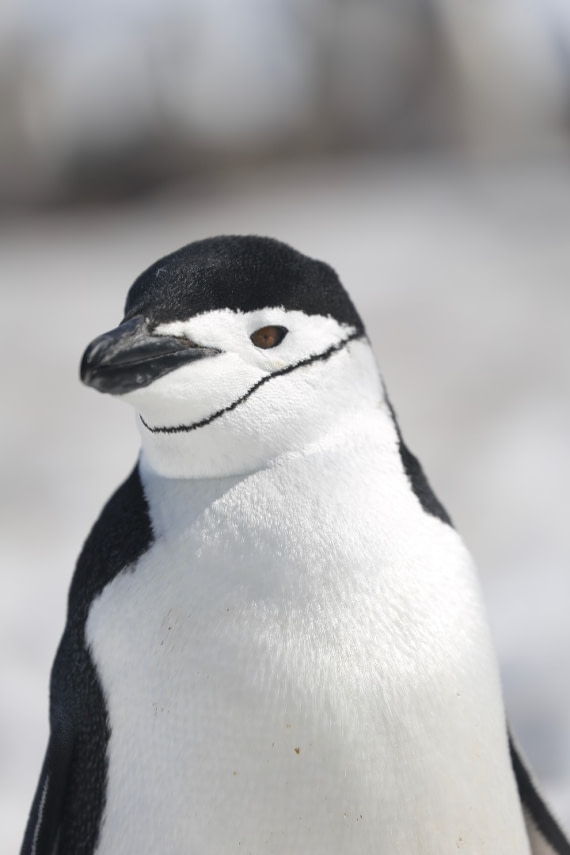 Chinstrap penguin linked in profile pic