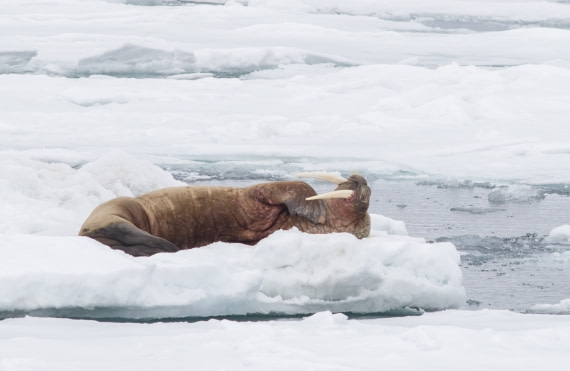 To walrus or not to walrus, that is the question