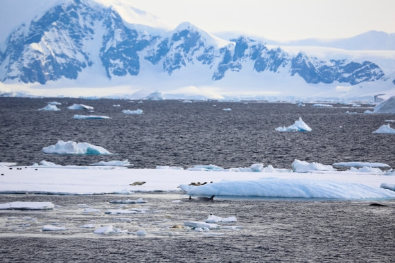 Killer whales on the hunt