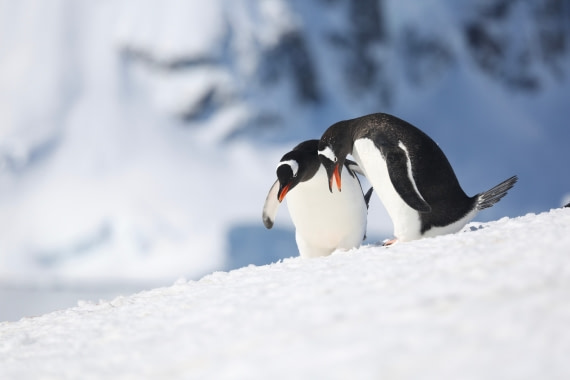 Couple of Gentoo penguins communicating