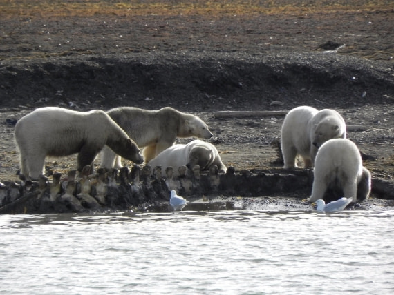 hungry bears