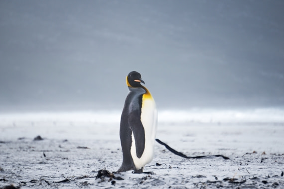 Penguin on beach