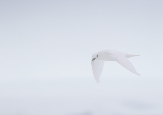 Arctic ghost