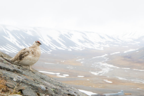 Guardian of Svalbard
