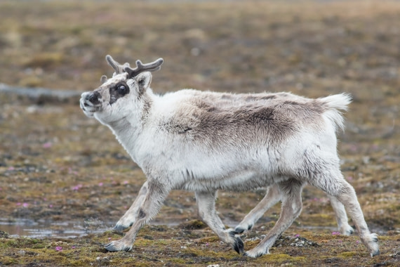 Eight-legged reindeer