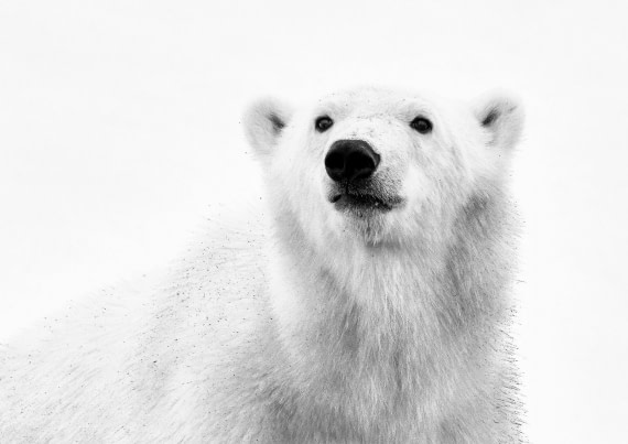 Isbjørn Svalbard 2016
