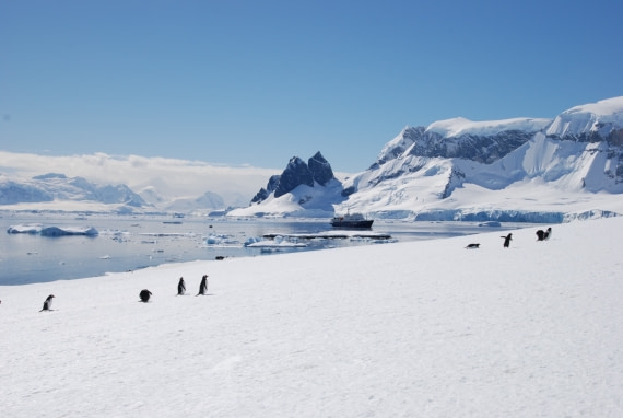 plancius and penguins