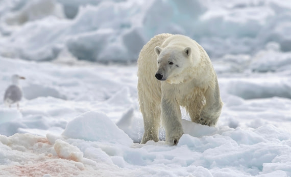Female Polar Bear