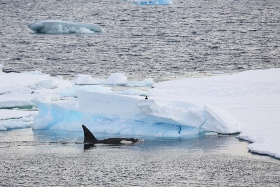 Killer whale searching around icebergs