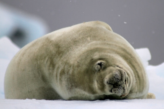 Crab eater seal resting on an iceberg