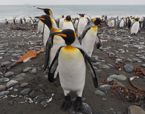 KING PENGUINS at St Andrews Bay, South Georgia