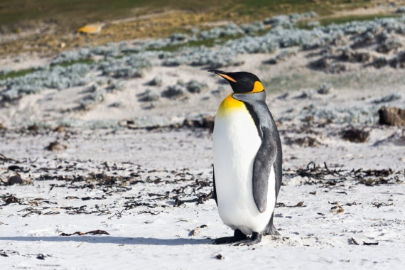 Lost penguin