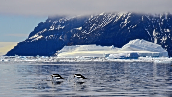 penguins jumping