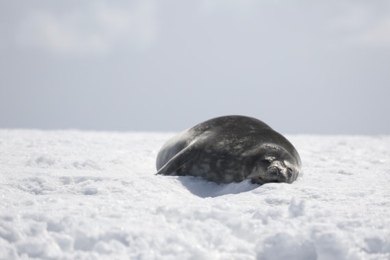 Lazy sunny days for a seal