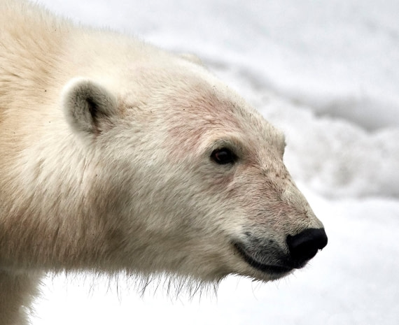 Isbjørn Svalbard 2016