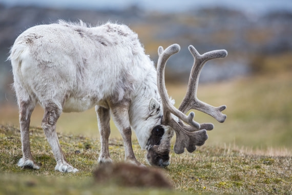 Arctic Reindeer