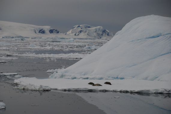 seals
