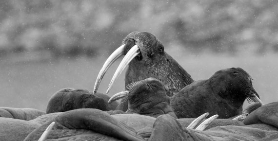 Walruses