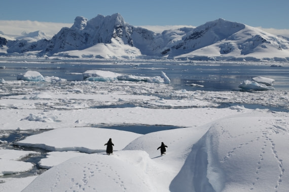 Gentoo penguins heading off for dinner