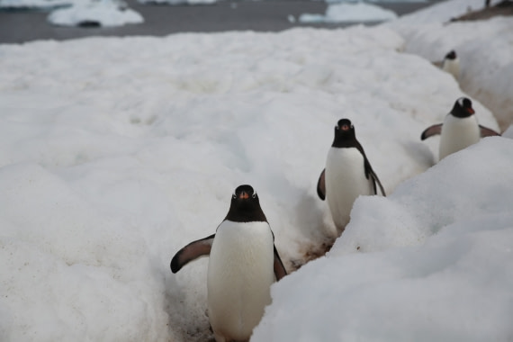 Happy Feet