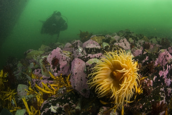 Wreck Governøren Diving Antarctica, Polar Diving