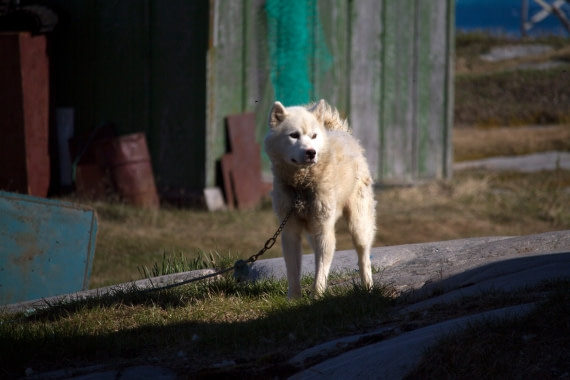 Sledge dog in Qeqertarsuaq