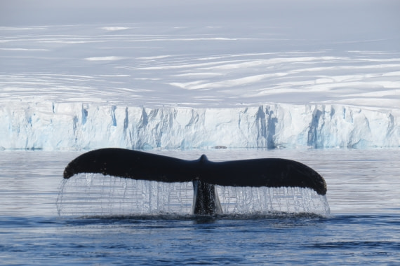 Antarctica