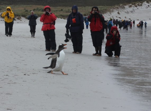Penguin crossing. Carcass Is. Falklands Feb 2016