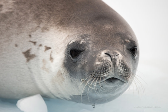 Seal