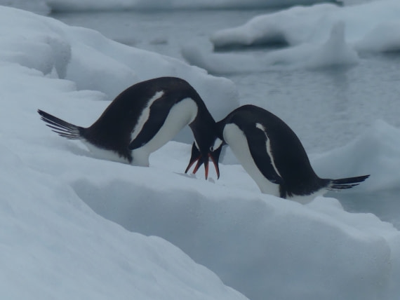 Gentoo synchronicity