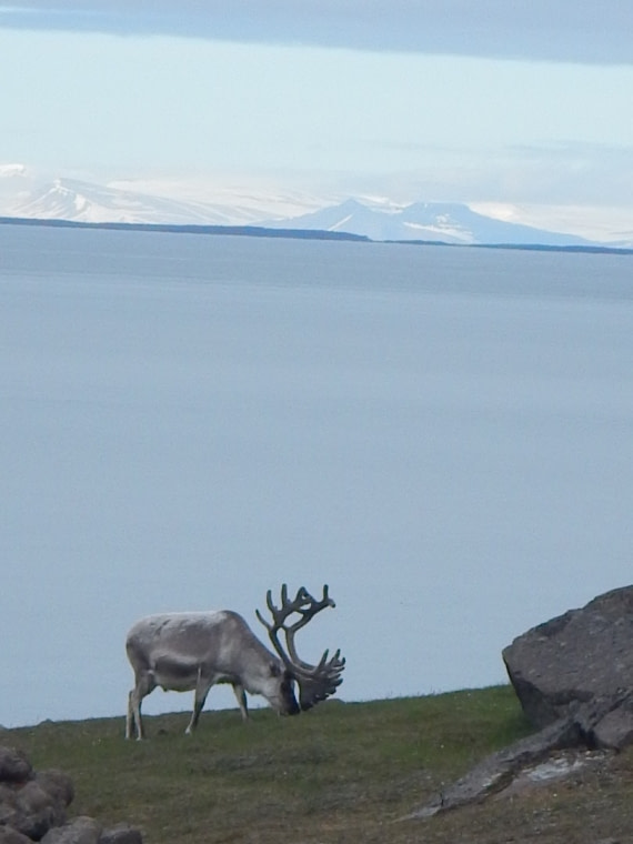 SVALBARD REINDEER