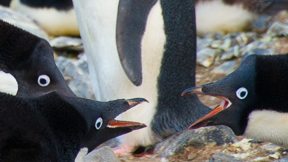 penguins, devils island, antarctica, m/v Ortelius dec 2016