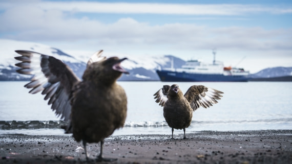 Falklands, South Georgia, Ant Peninsula © Fotografie Dietmar Denger-Oceanwide Expeditions297.jpg