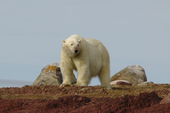 Polarbaer