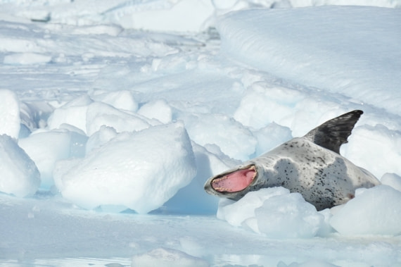 Leopard seal February Plancius 2017