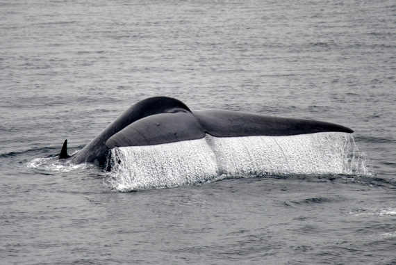 Bluewhale Spitzbergen