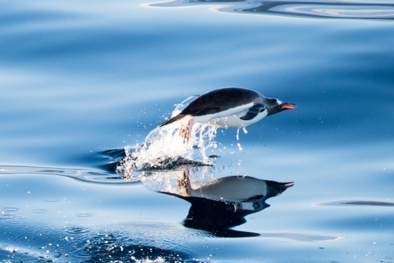 Flying Gentoo above the mirror